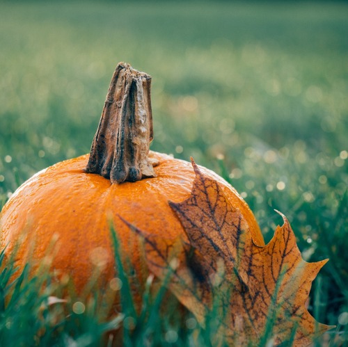 Infos folgen noch - PHÖNIX Herbstfest & Halloween-Basteln