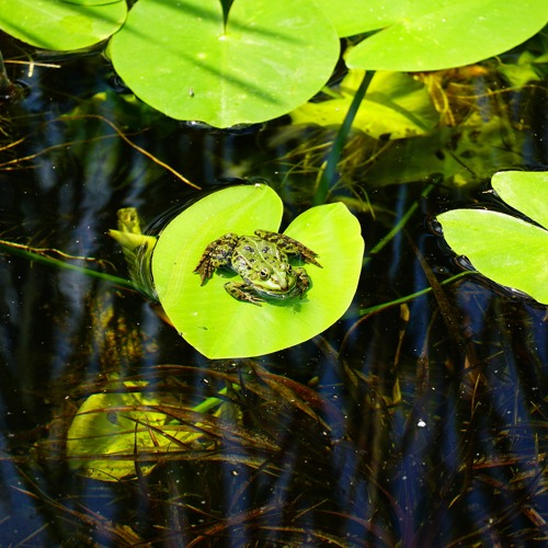 Lebensraum Teich im Kleingarten